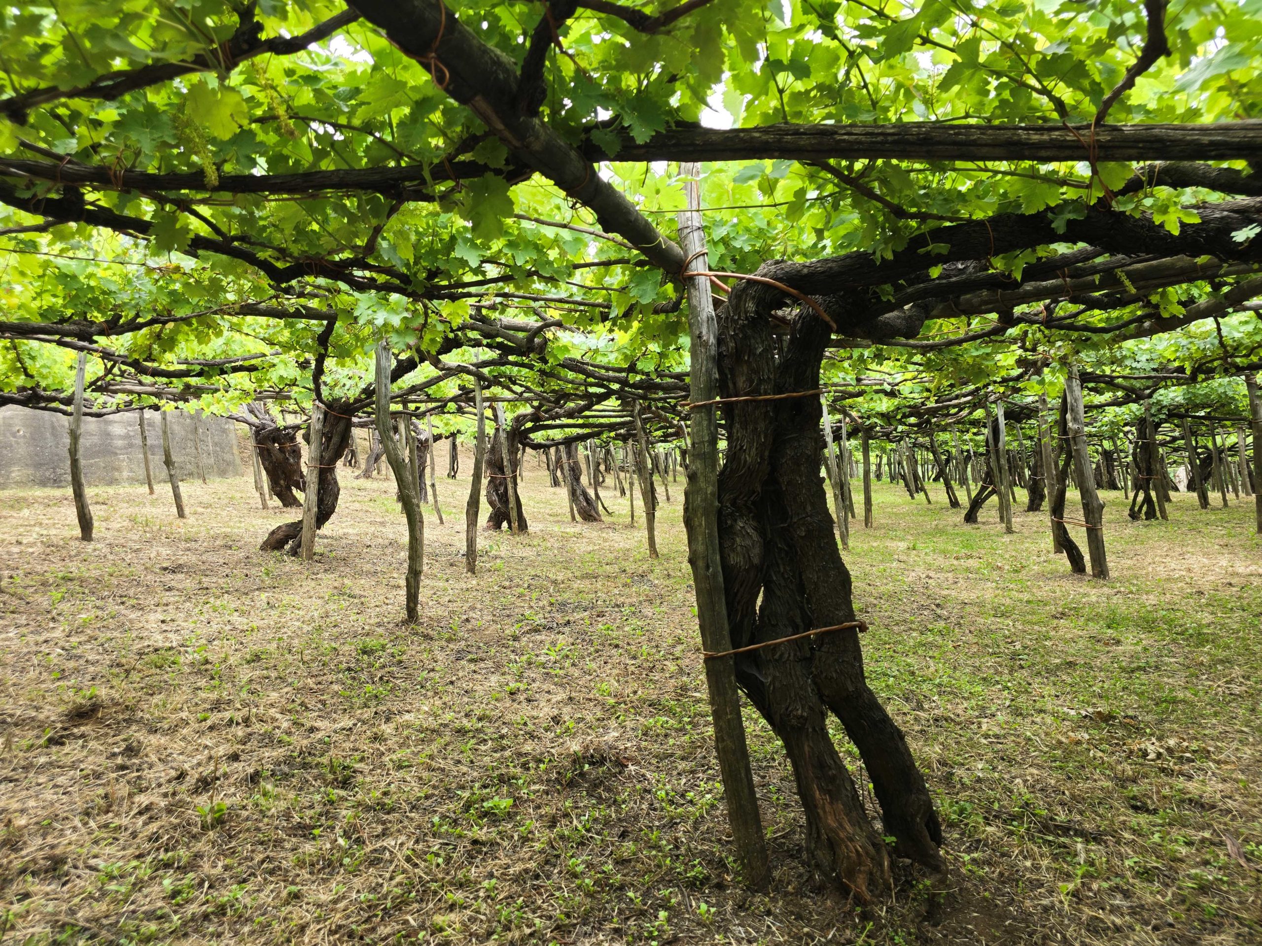 Tenuta San Francesco